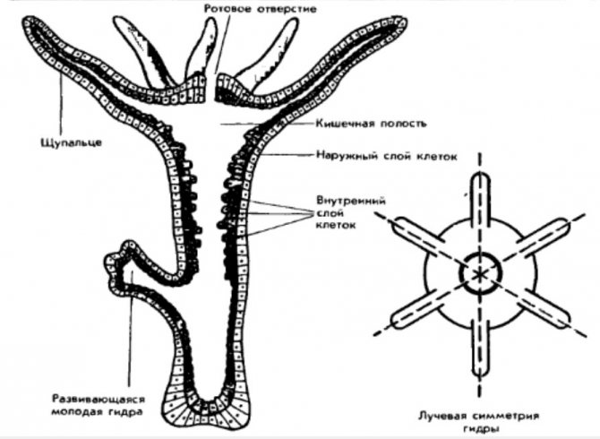 Кракен шоп ссылки