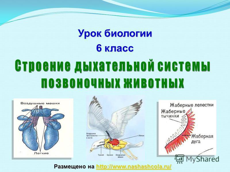 Как попасть на сайт кракен